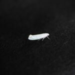 Creepy Crawlies and Clicks: Why Bradenton Pest Inspectors Can't Afford to Ignore SEO