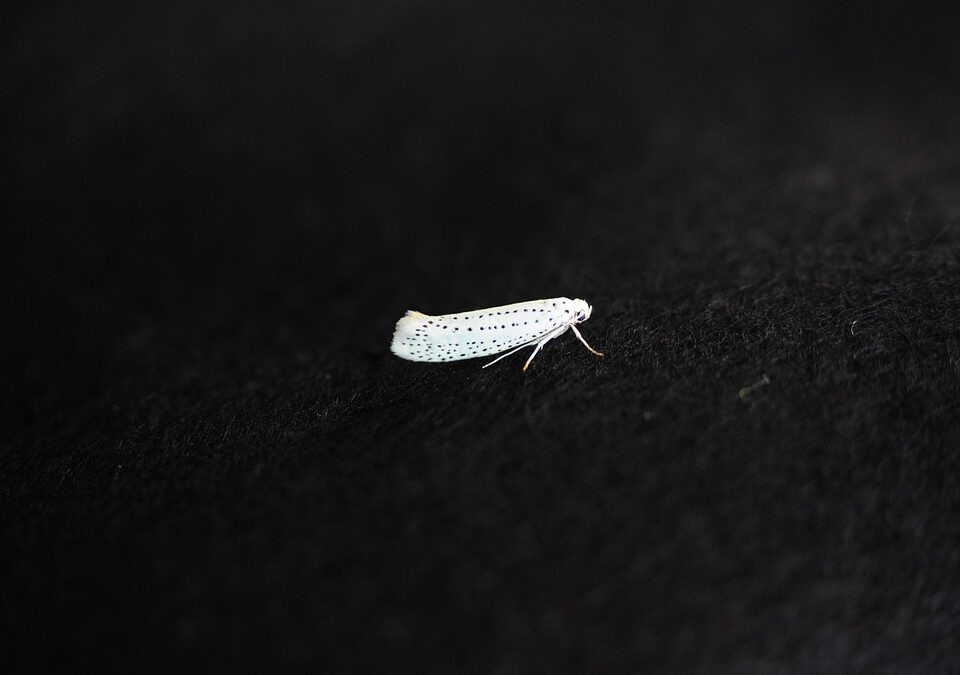 Creepy Crawlies and Clicks: Why Bradenton Pest Inspectors Can't Afford to Ignore SEO
