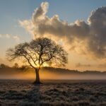 Cultivate Success: The Power of PPC in Boosting Your Bradenton Tree Service Business