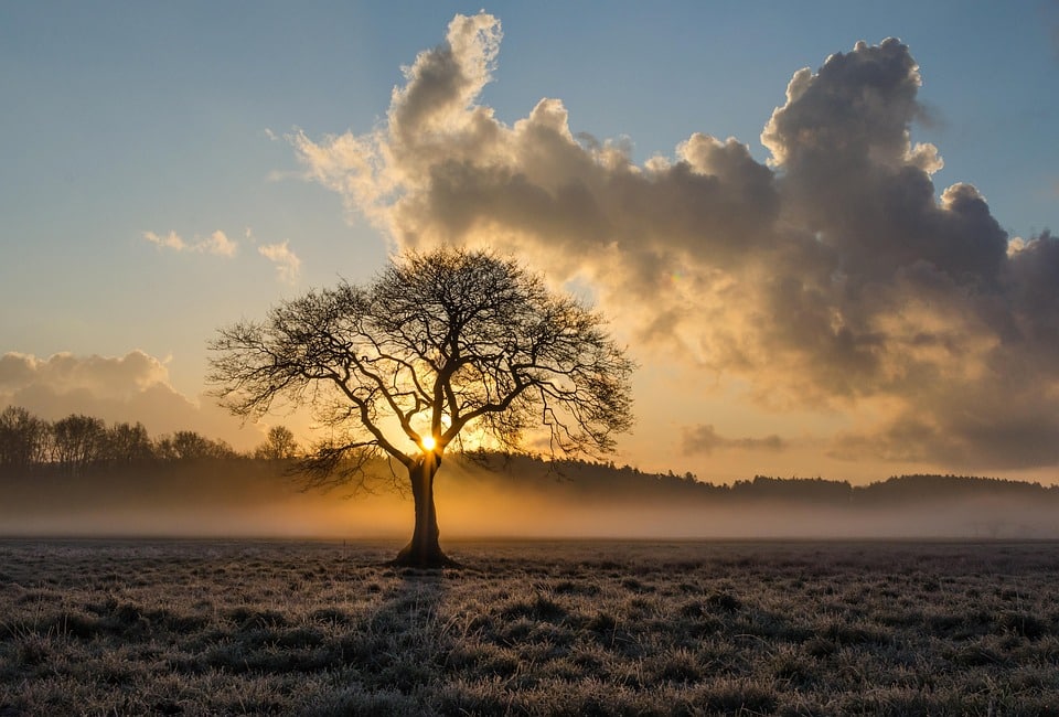 Cultivate Success: The Power of PPC in Boosting Your Bradenton Tree Service Business