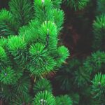 Cultivating Success: Transform your Sarasota Tree Services with Targeted PPC Strategies!