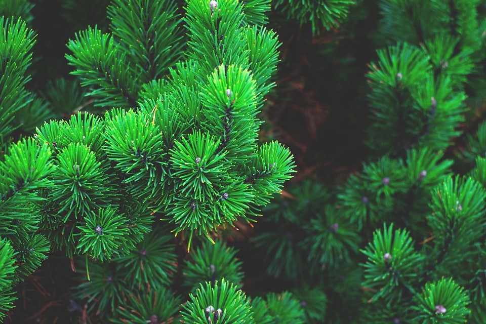 Cultivating Success: Transform your Sarasota Tree Services with Targeted PPC Strategies!