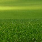 Digging Deep: Unlocking the Power of PPC for Your Lawn Care Services in Bradenton