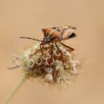 Eliminate Competition: Why Local Pest Inspectors in Bradenton Should Invest in PPC Today!