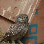 Feel free to mix and match ideas or modify them to better suit your needs!