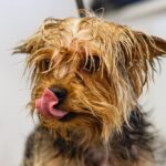 Fetch More Clients: The Essential Guide to PPC Advertising for Sarasota Pet Groomers