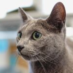 Fetch More Clients: The Essential Guide to SEO for Pet Groomers in Bradenton
