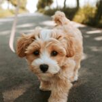Fetch More Clients: The Hidden Benefits of SEO for Your Bradenton Pet Boarding Service