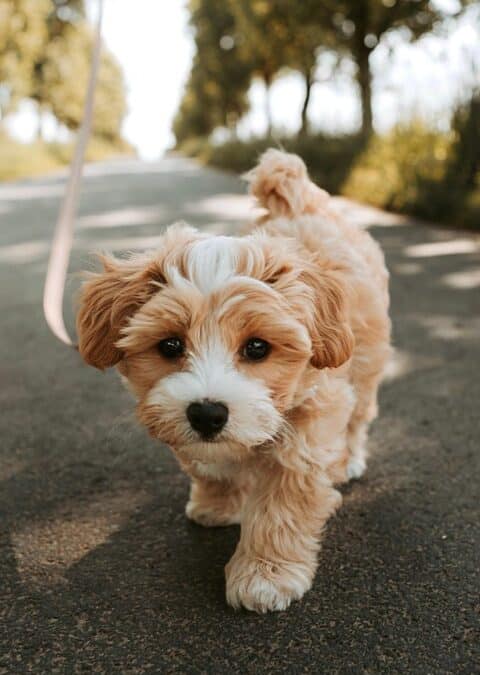 Fetch More Clients: The Hidden Benefits of SEO for Your Bradenton Pet Boarding Service
