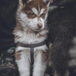 Fetch More Clients: The Importance of SEO for Bradenton's Pet Trainers