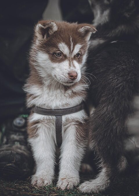 Fetch More Clients: The Importance of SEO for Bradenton's Pet Trainers