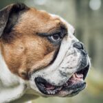 Fetch More Clients: The Power of Pay-Per-Click Advertising for Sarasota's Pet Trainers