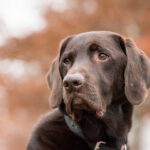 Fetch More Clients: The Ultimate PPC Guide for Small Dog Walking Businesses in Bradenton