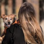 Fetch More Customers: 5 SEO Strategies Every Sarasota Pet Boarding Business Should Implement