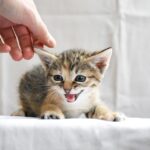 Fetch More Customers: The Essential Role of SEO for Pet Groomers in Bradenton