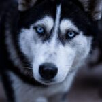 Fetch New Clients Fast: The Power of PPC for Sarasota’s Pet Trainers