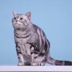 Fetch New Clients Fast: The Top 5 PPC Strategies Every Bradenton Pet Trainer Should Use