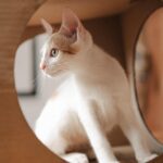 Fetch New Customers! Unlocking the Power of Local SEO for Pet Groomers in Bradenton