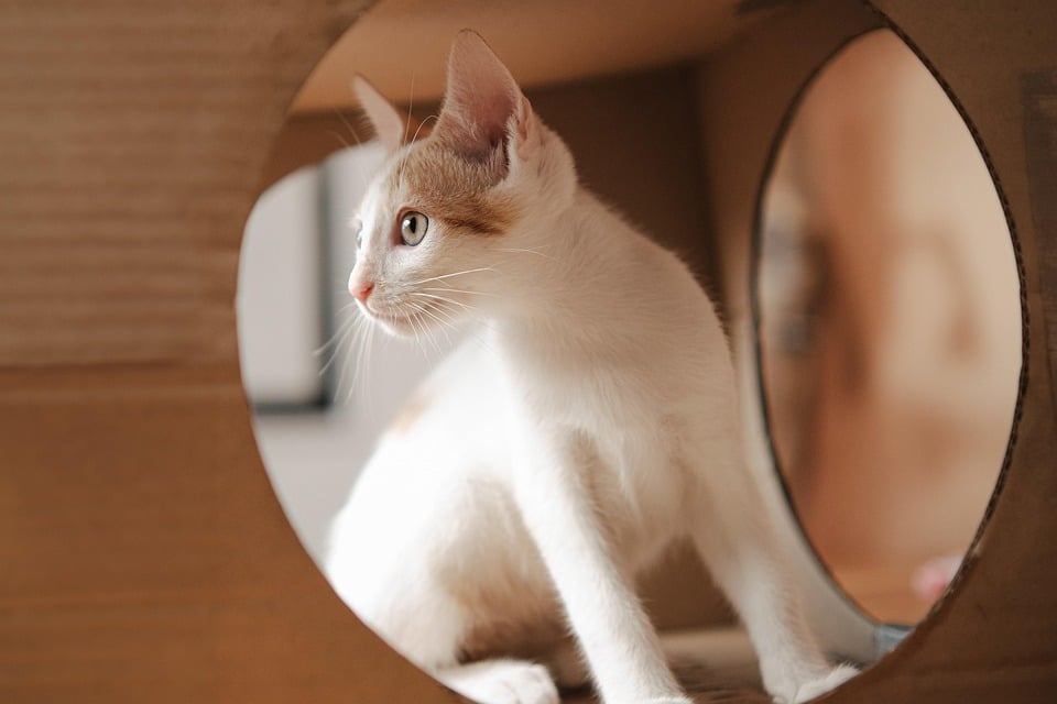 Fetch New Customers! Unlocking the Power of Local SEO for Pet Groomers in Bradenton