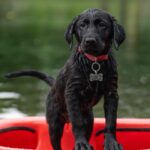 Fetch Success Fast: Transform Your Sarasota Dog Walking Business with Targeted PPC Campaigns