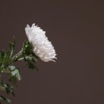 Finding Peace of Mind: The Benefits of PPC for Sarasota Funeral Homes in a Digital Age