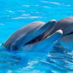 Float Above the Competition: PPC Marketing Tips for Pool Repair Services in Sarasota