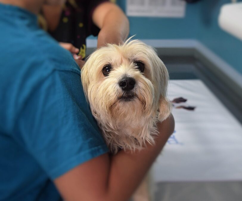 From Bark to Bite: Unleashing the Power of SEO for Sarasota Veterinarians