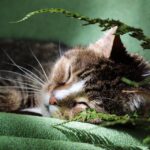 From Bark to Booking: Why Your Bradenton Pet Boarding Business Needs SEO to Thrive