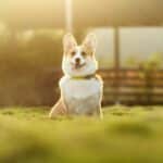 From Bark to Business: Why Sarasota Pet Trainers Can't Afford to Ignore SEO