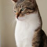 From Bark to Click: Why Sarasota Pet Trainers Can't Afford to Ignore PPC Marketing