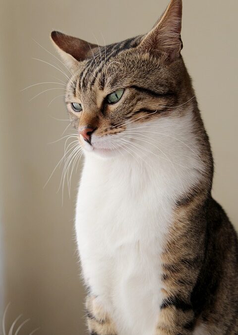 From Bark to Click: Why Sarasota Pet Trainers Can't Afford to Ignore PPC Marketing