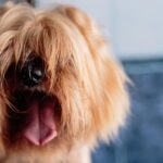 From Bark to Clicks: Boost Your Bradenton Pet Grooming Business with Smart SEO Tactics