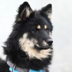 From Barks to Clicks: Transform Your Sarasota Dog Walking Business with Smart SEO Techniques