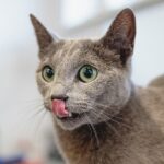 From Barks to Clicks: Transforming Your Sarasota Pet Grooming Business with Smart SEO Practices