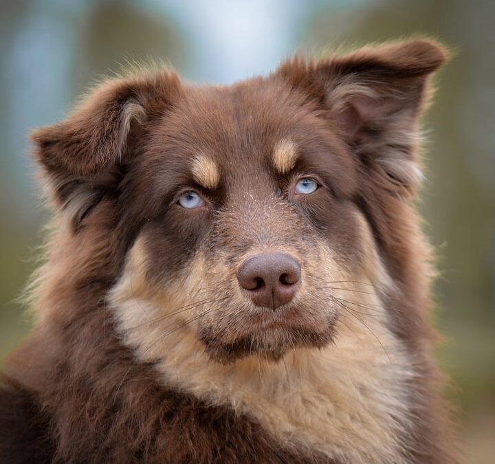 From Clicks to Kennels: Why Sarasota Pet Boarding Businesses Need PPC to Thrive