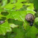 From Critters to Clicks: Unlocking the Power of SEO for Bradenton's Pest Inspectors