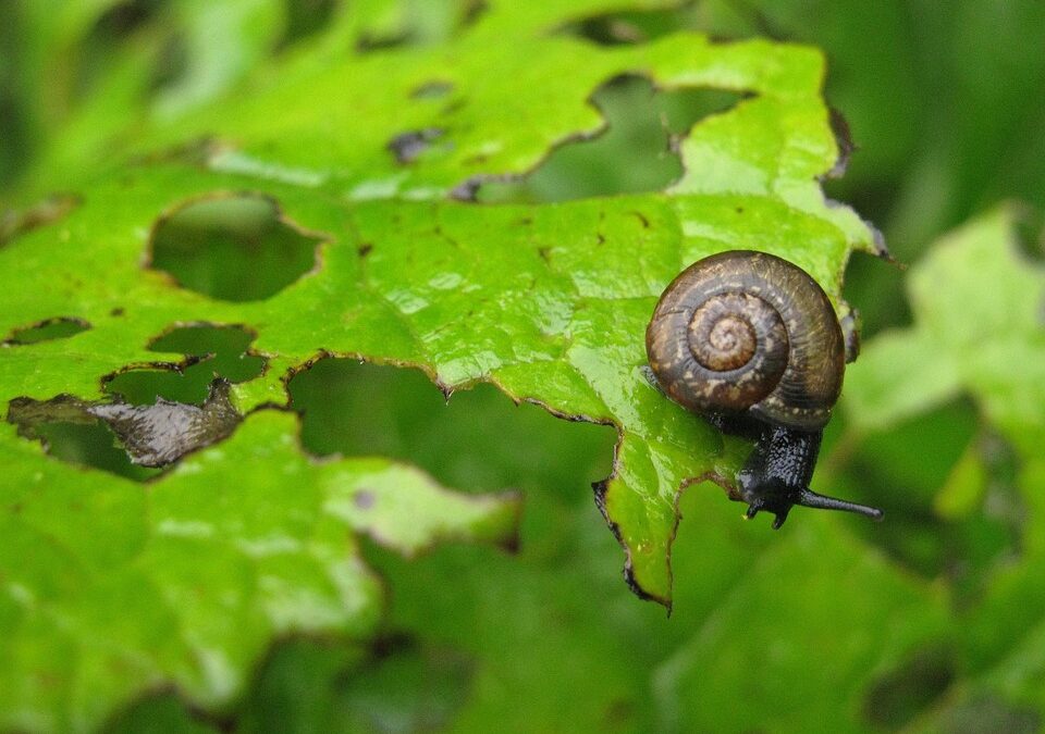 From Critters to Clicks: Unlocking the Power of SEO for Bradenton's Pest Inspectors