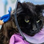 From Fur to Fame: Boost Your Sarasota Pet Grooming Business with Smart SEO Strategies