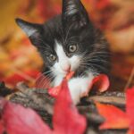 From Grooming to Growing: Why Every Bradenton Pet Salon Needs a PPC Strategy
