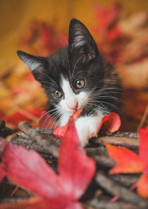 From Grooming to Growing: Why Every Bradenton Pet Salon Needs a PPC Strategy