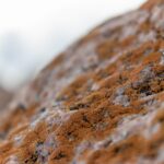 From Hidden Spots to Highlighted Listings: How PPC Can Elevate Your Sarasota Business in Mold Remediation!
