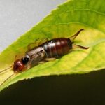 From Hidden to Hired: Elevate Your Bradenton Pest Inspection Services with Smart SEO Tactics