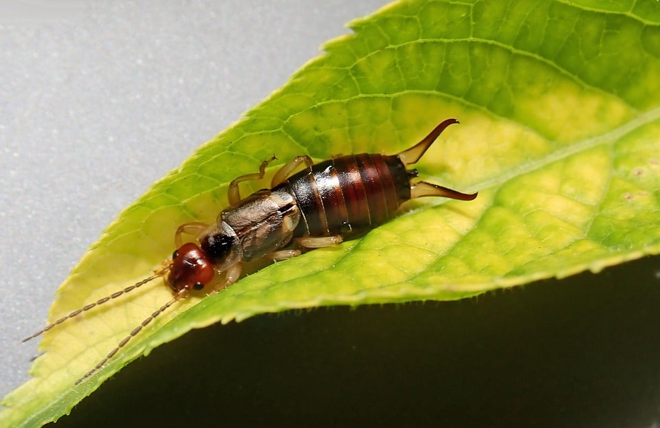 From Hidden to Hired: Elevate Your Bradenton Pest Inspection Services with Smart SEO Tactics