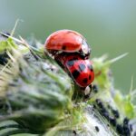 From Infestation to Acquisition: Transform Your Pest Control Business with Smart PPC Campaigns!