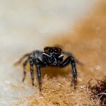 From Infestation to Impression: How PPC Can Transform Your Sarasota Pest Control Services