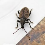 From Infestation to Innovation: The Power of PPC Advertising for Bradenton Pest Inspectors