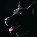 From Leashes to Leads: Mastering SEO for Your Local Dog Walking Business in Bradenton