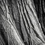 From Leaves to Leads: Unlocking the Power of PPC for Sarasota Tree Service Owners