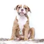 From Local Tails to Digital Trails: Boosting Your Sarasota Pet Training Business with SEO