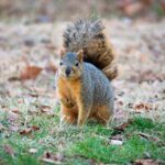 From Local to Loyal: Boosting Your Bradenton Vet Clinic's Visibility with SEO